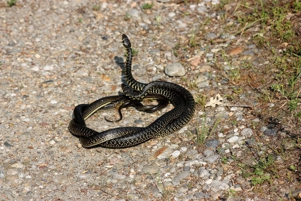 Lotta tra Coluber viridiflavus - Hierophis viridiflavus